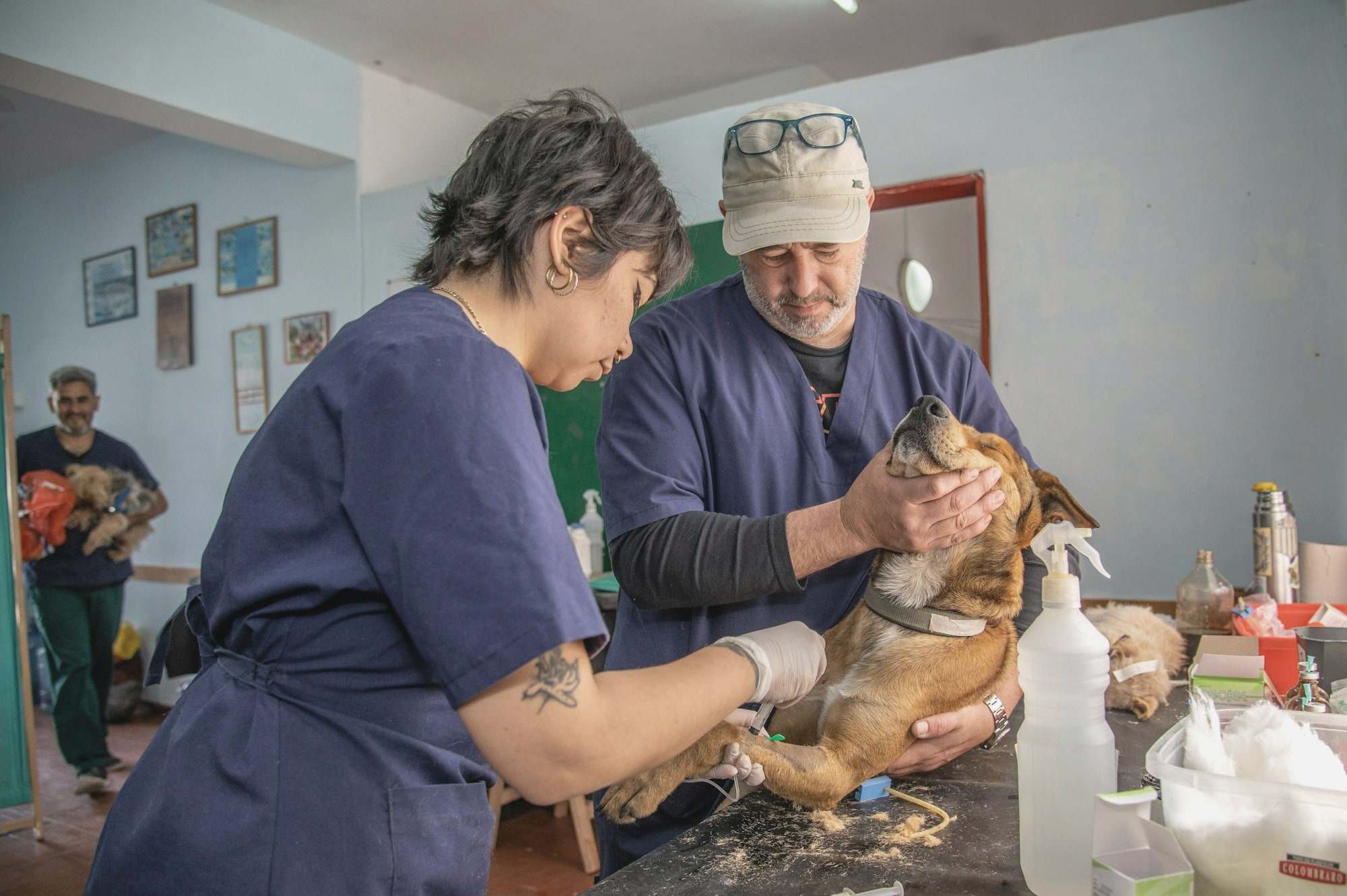A veterinary team examining a dog